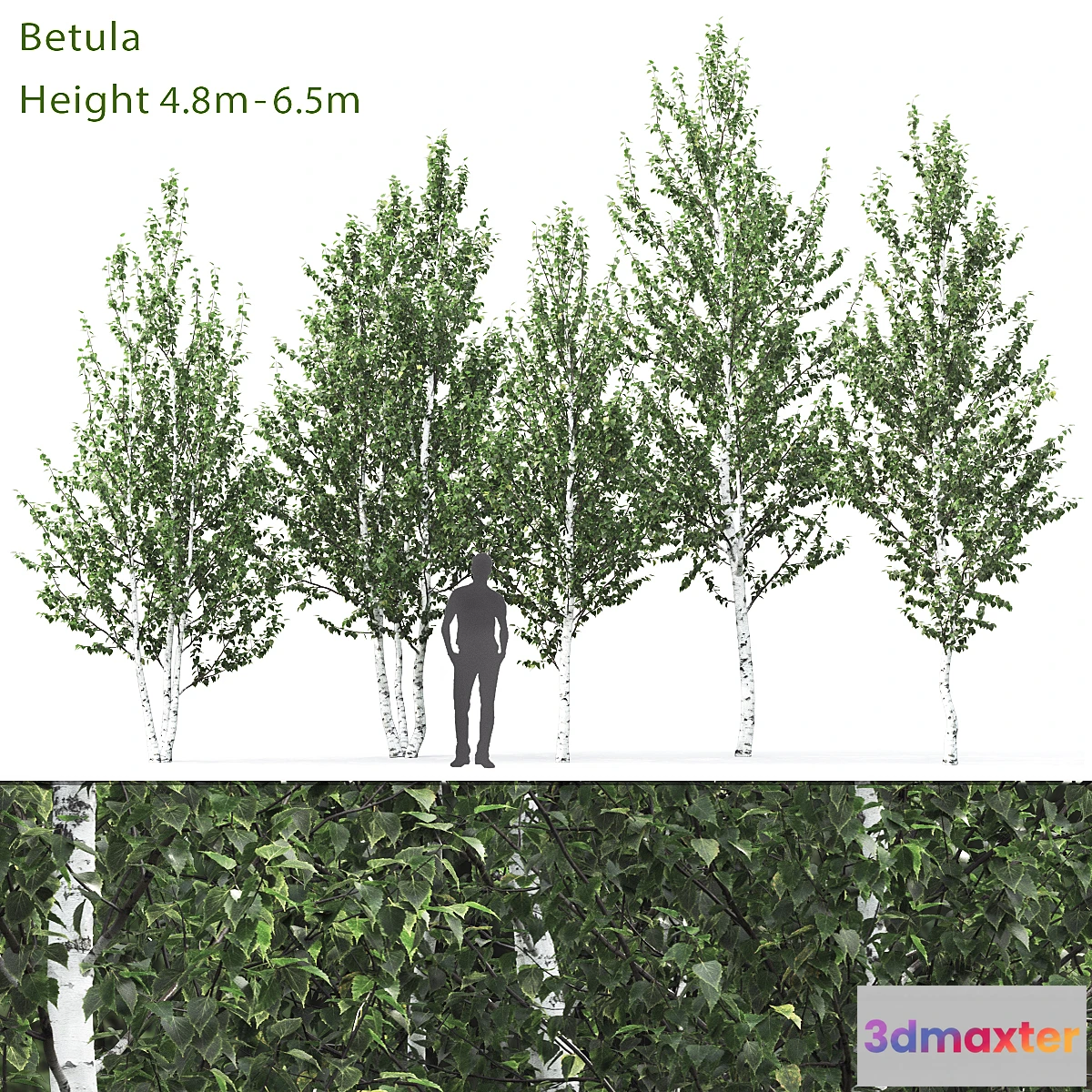 844821 - Birch - No.10