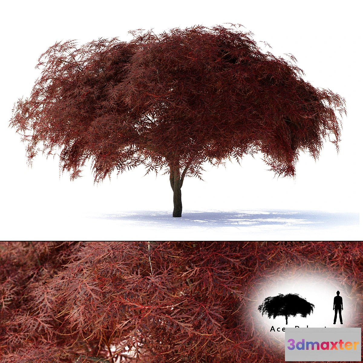 844823 - Maple Japanese  Acer palmatum Garnet