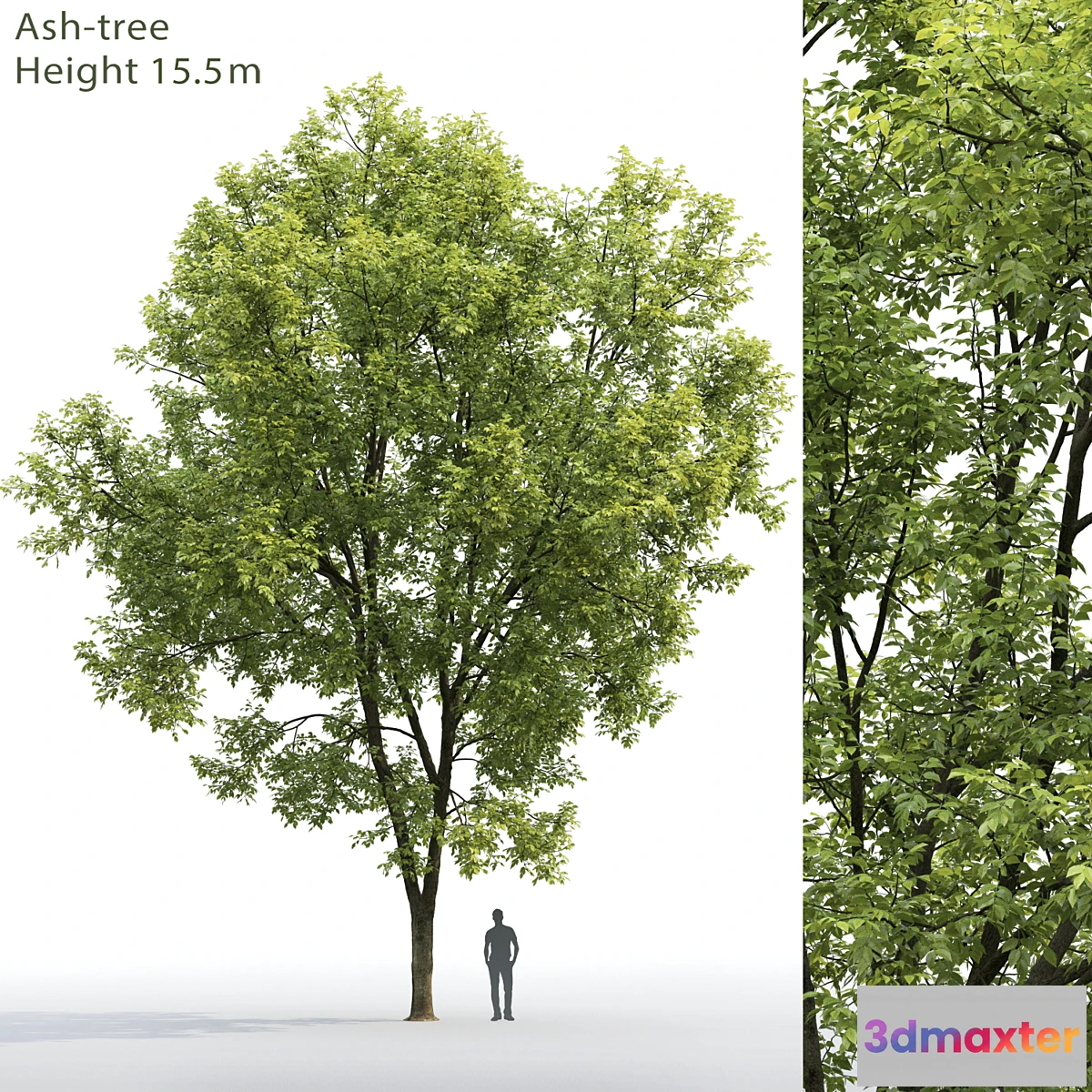 844831 - Ash - No.26