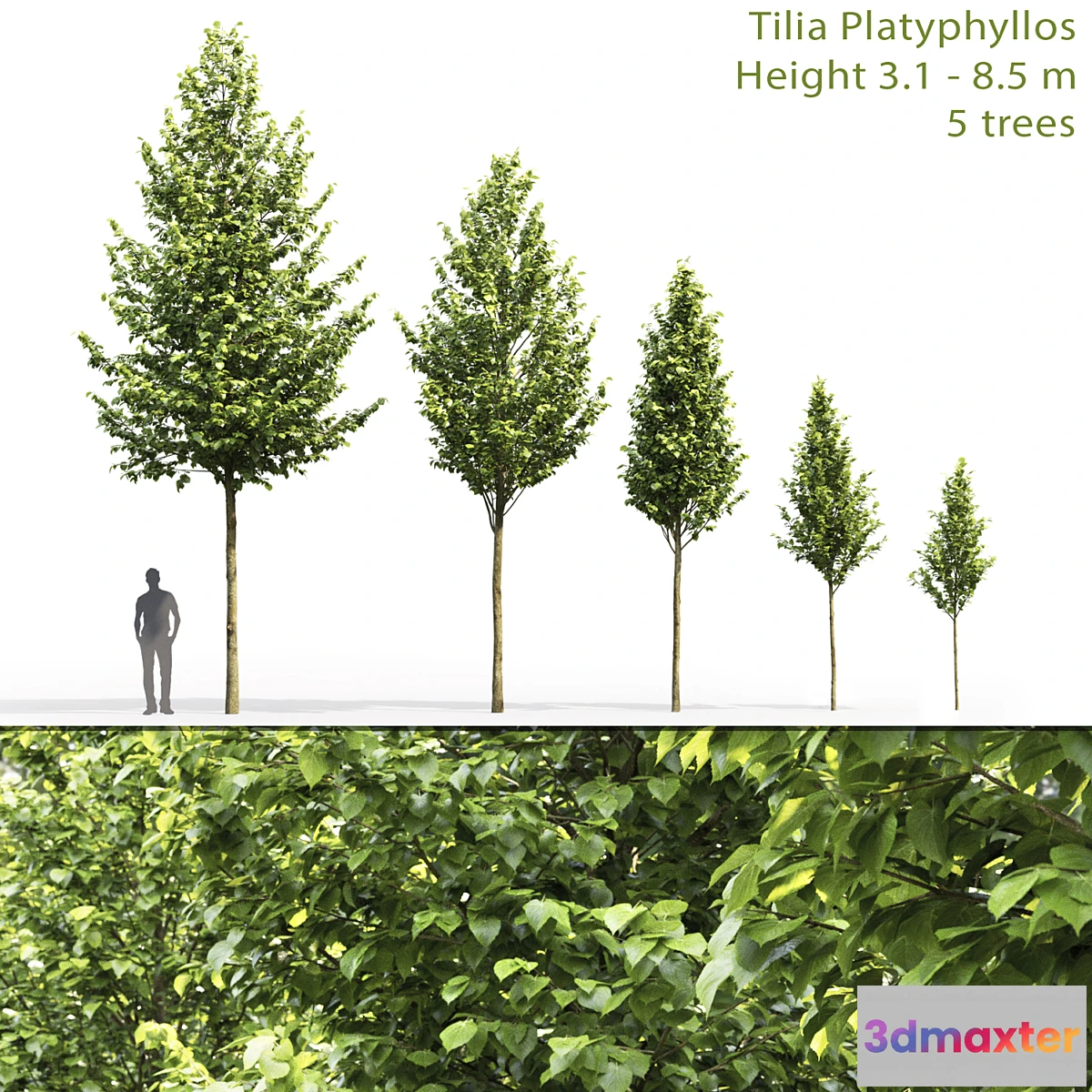 844835 - Tilia platyphyllos - No.19