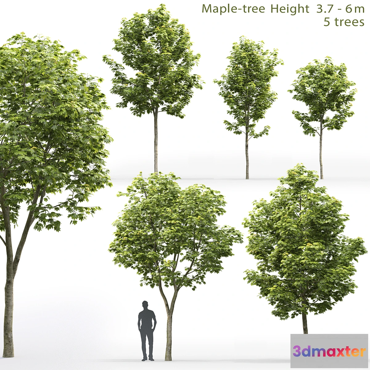 844837 - Maple - No.20