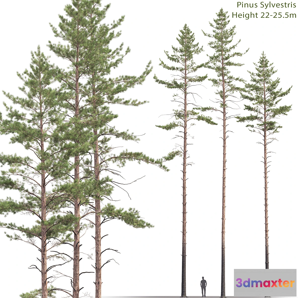 844845 - Pine - No.97