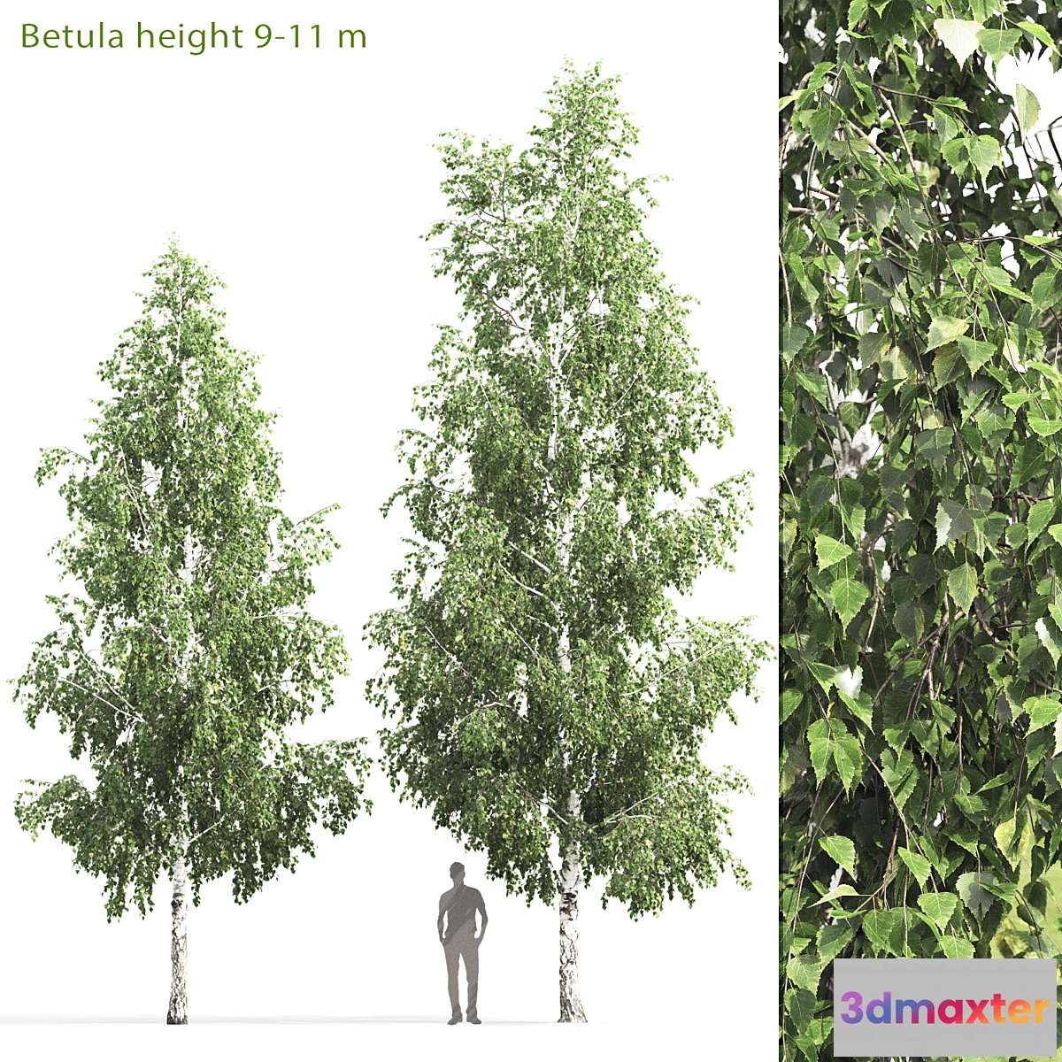 844847 - Birch - No.12