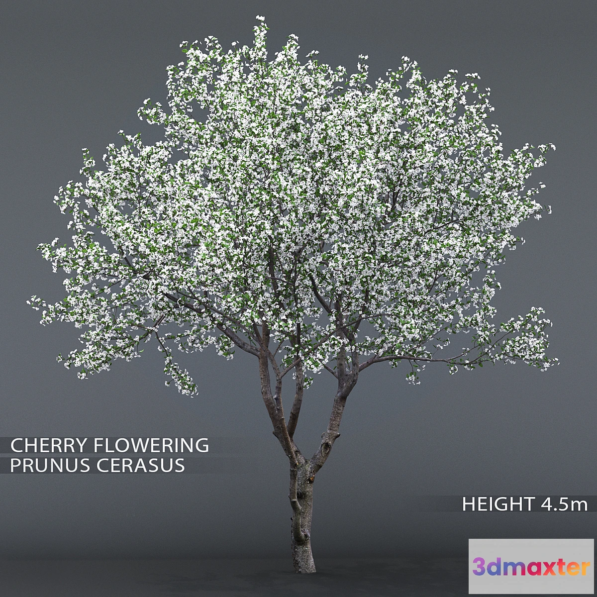 844853 - Cherry-tree flowering (Cerasus) # 1