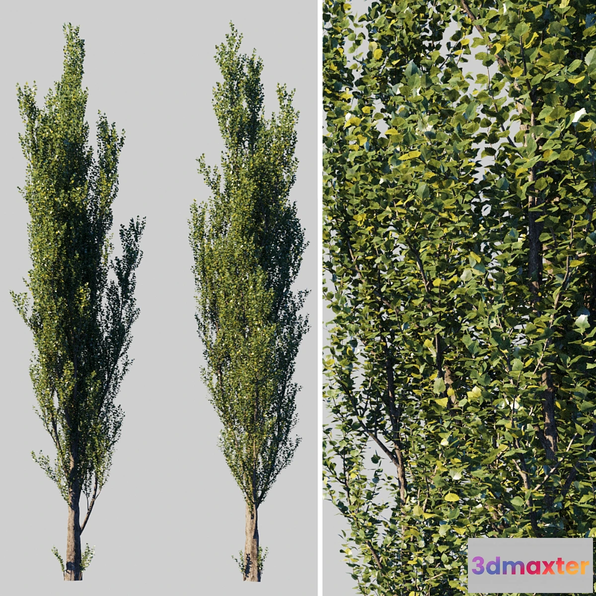 844861 - Pyramidal poplar _ Populus pyramidalis - No.3