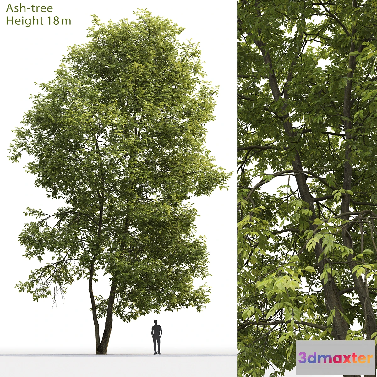 844869 - Ash  Ash-tree # 4 (18m) - No.3