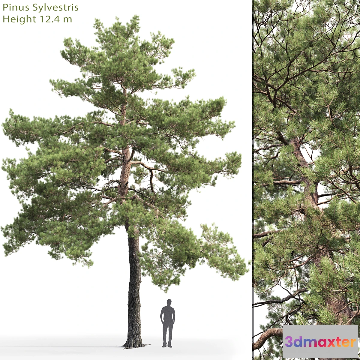 844871 - Pinus Sylvestris # 13 (12.4m) - No.2