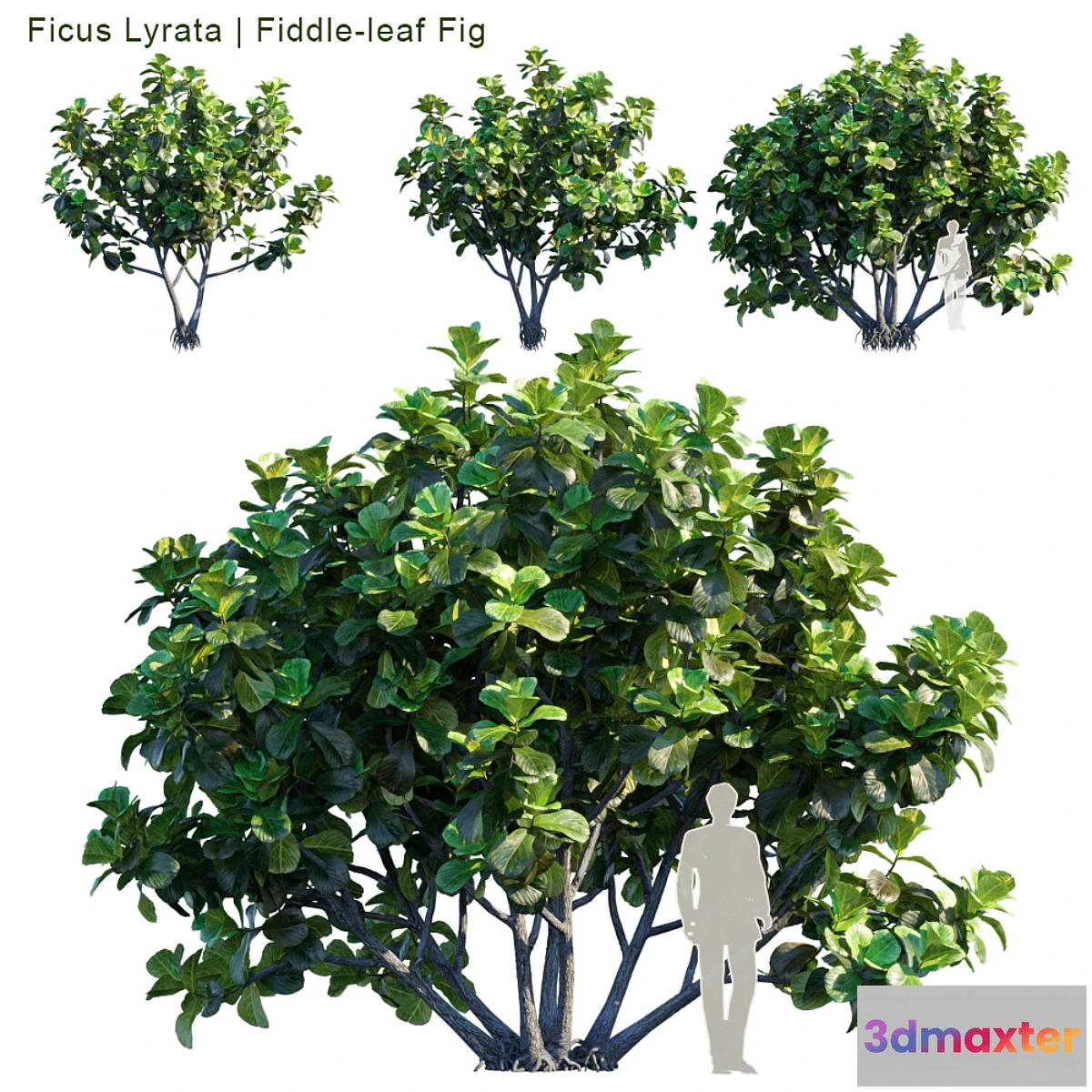 844873 - Ficus Lyrata  Feed-leaf fig - No.3