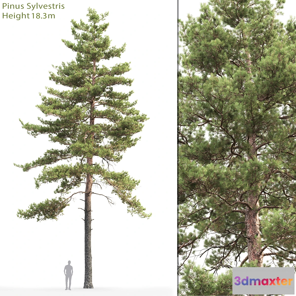 844889 - Pine - No.99