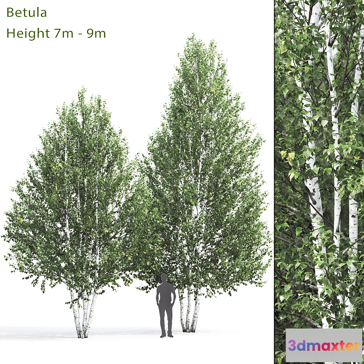 844897 - Birch - No.13