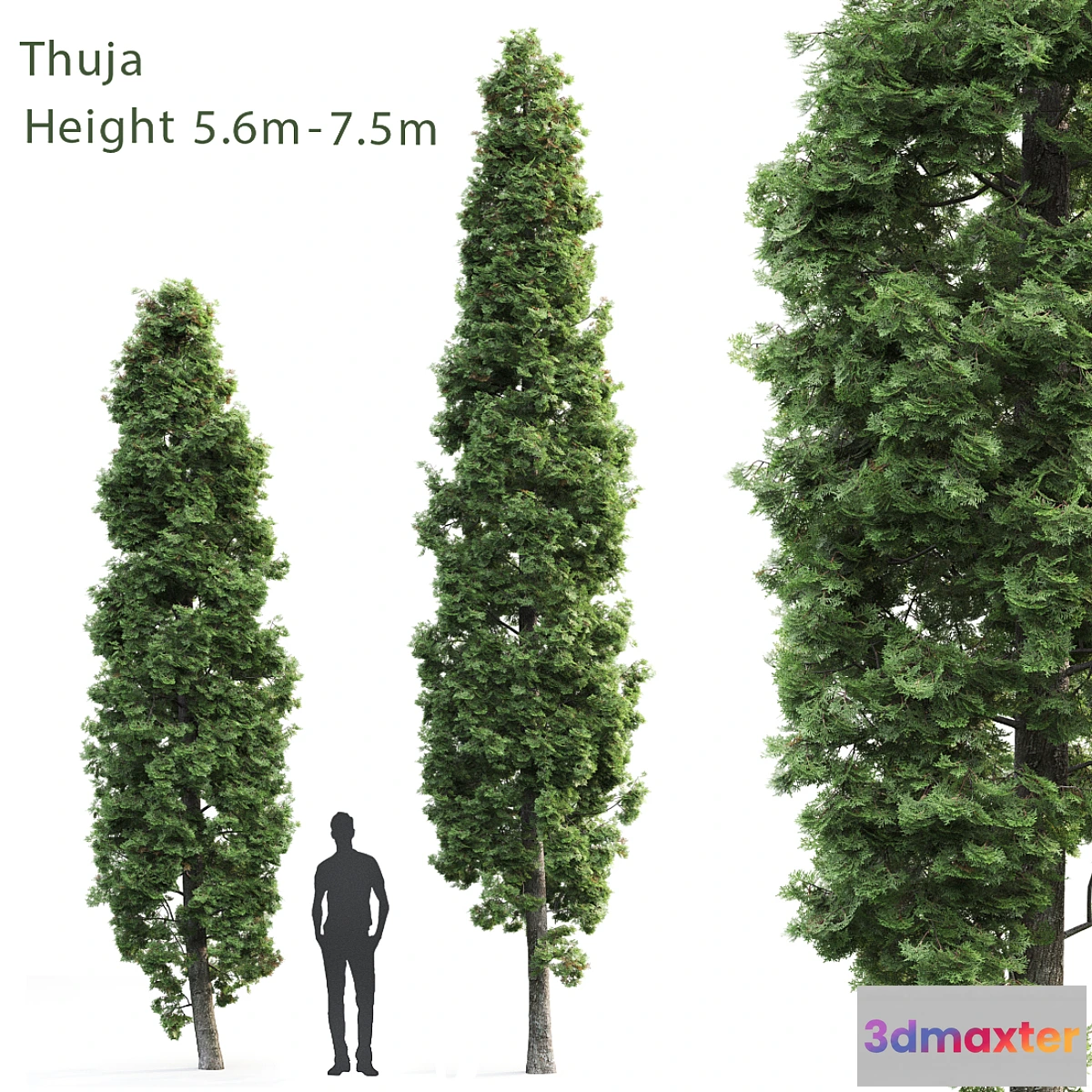 844905 - Thuja - No.6