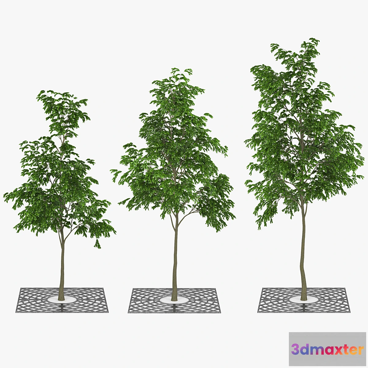 844907 - Street Tree 01