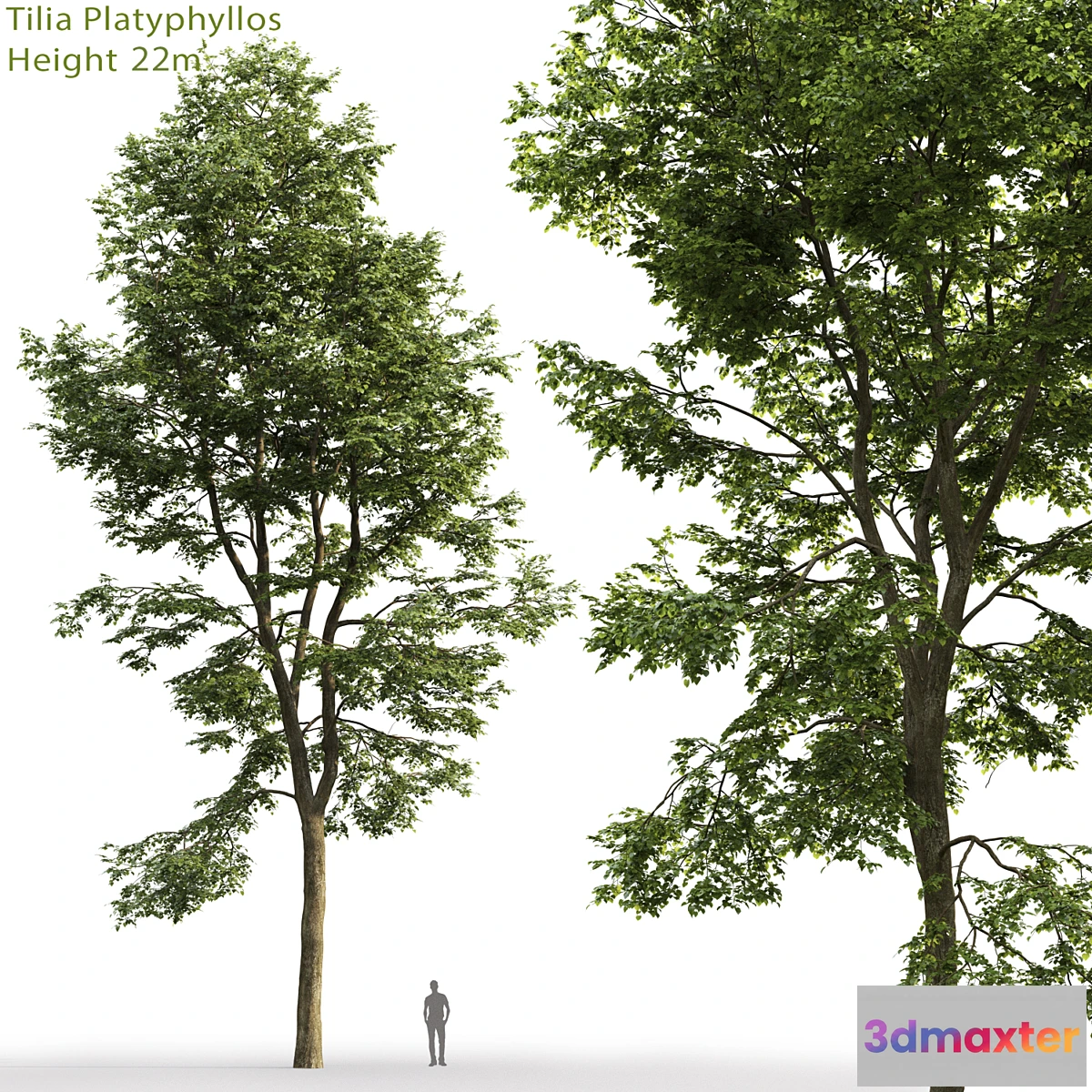 844911 - Tilia platyphyllos - No.24