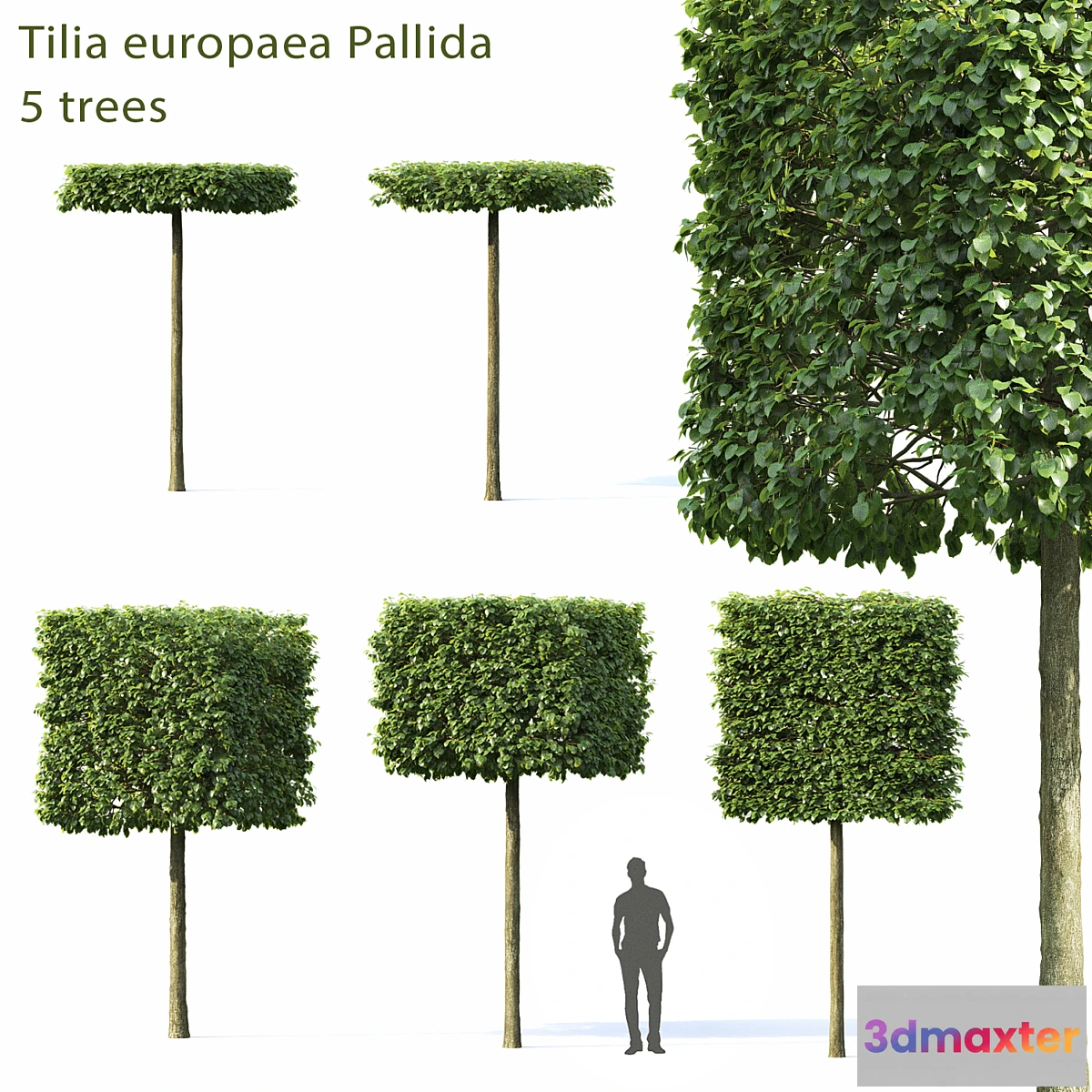 844913 - Tilia Europea - No.2