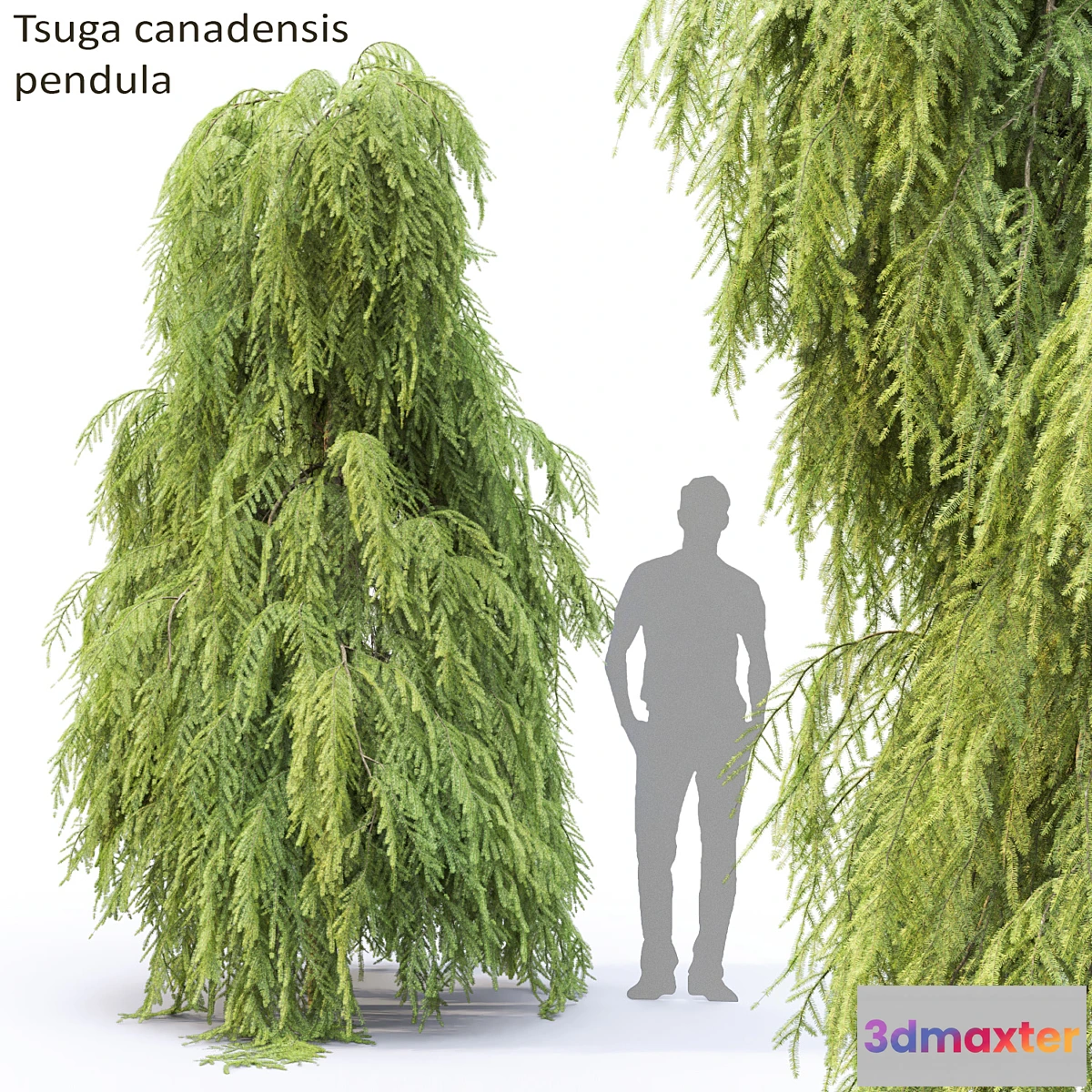 844919 - Tsuga Canadian  Tsuga canadensis pendula # 2 - No.3