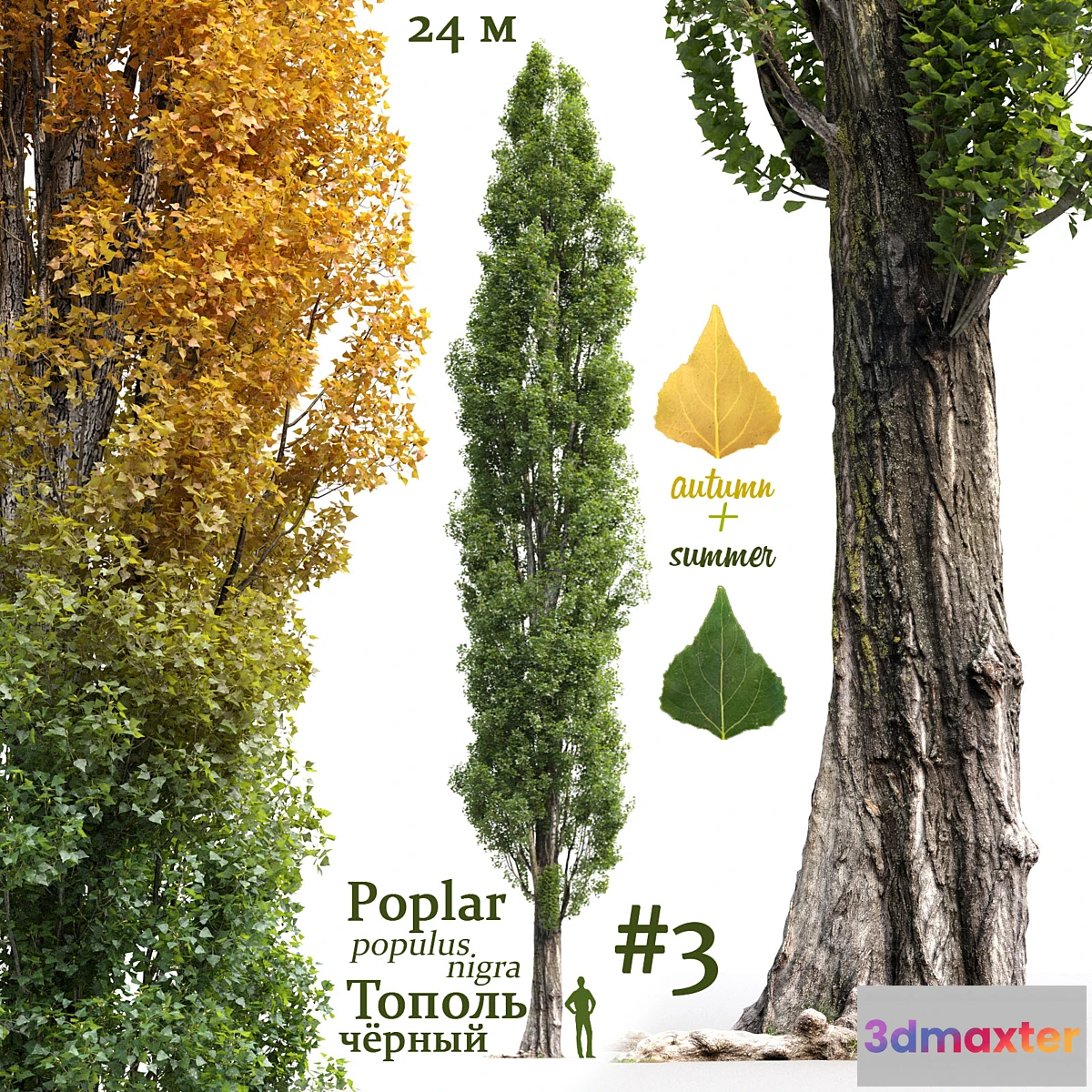 844927 - Poplar _ Populus nigra #3 - No.3