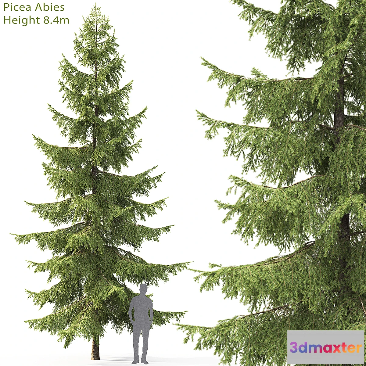 844929 - Spruce - No.35