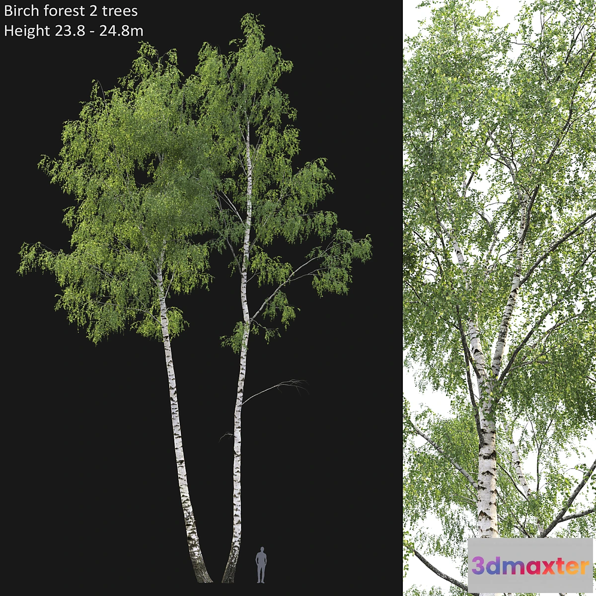 844931 - Birch forest part 7 (23.8-24.8m) - No.3
