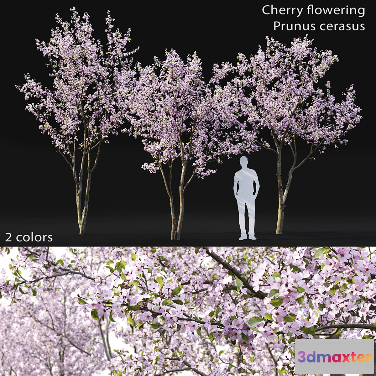 845171 - Prunus cerasus - No.5