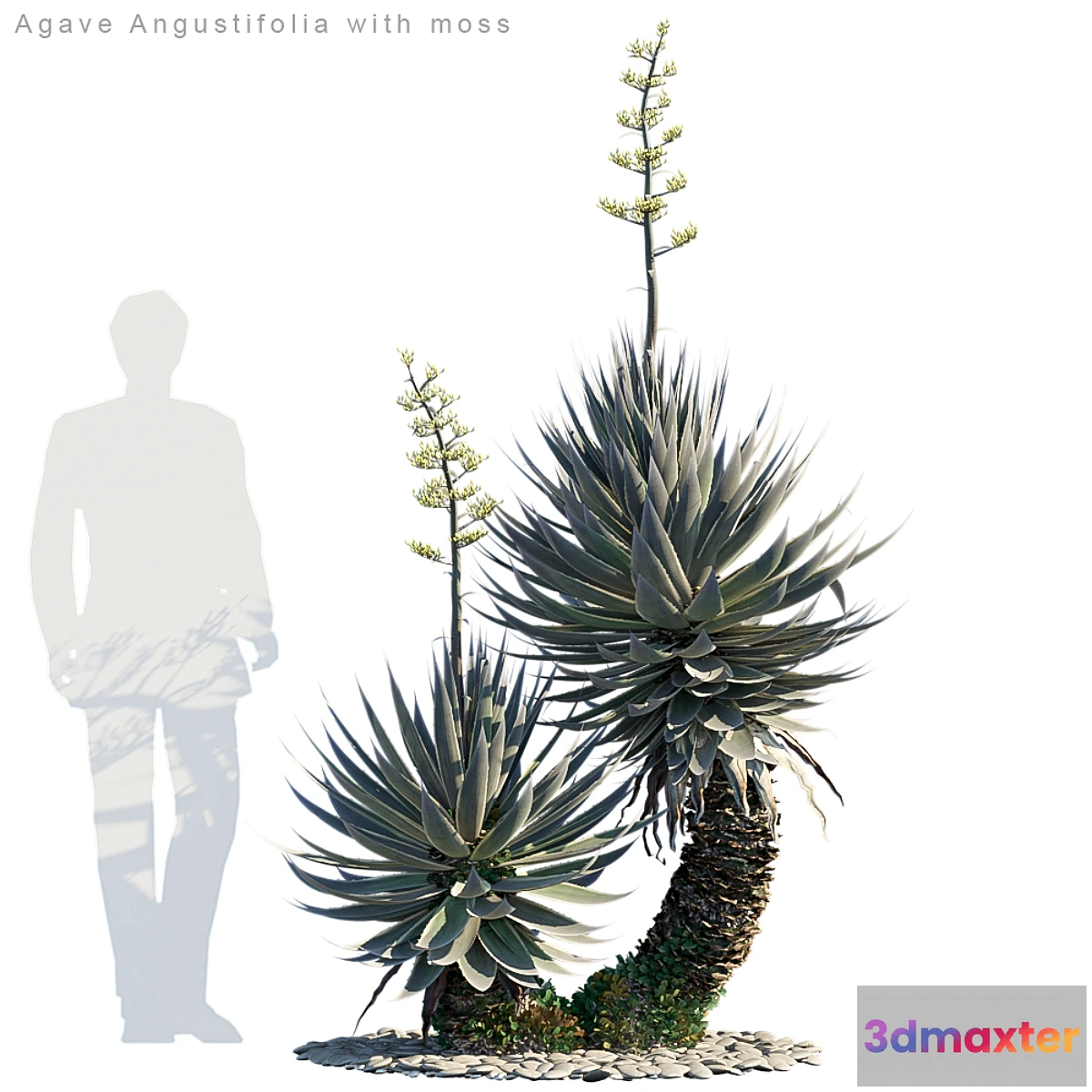 845189 - Agave Angustifolia with moss - No.4
