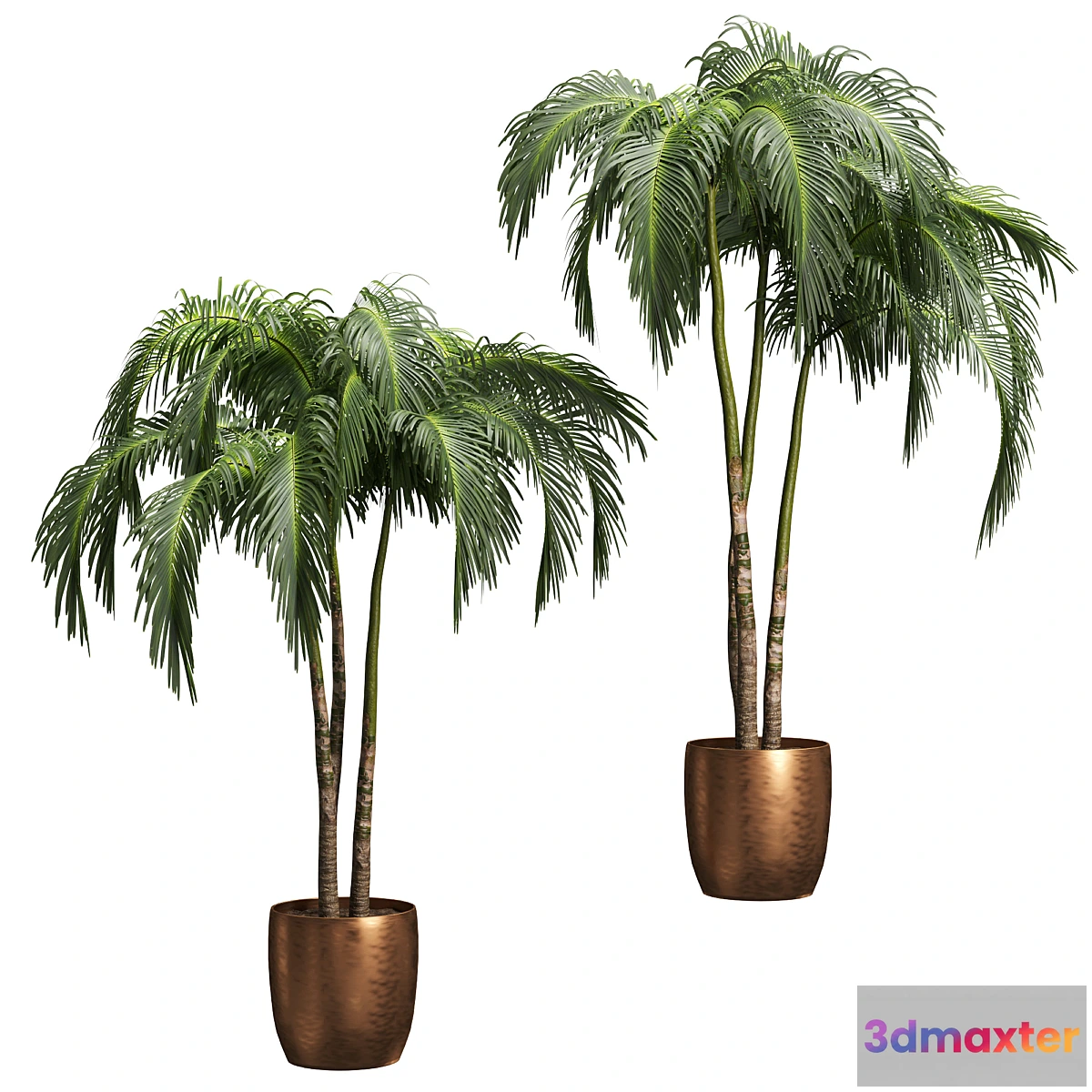 846125 - Palms in tubs. 6 models - No.4