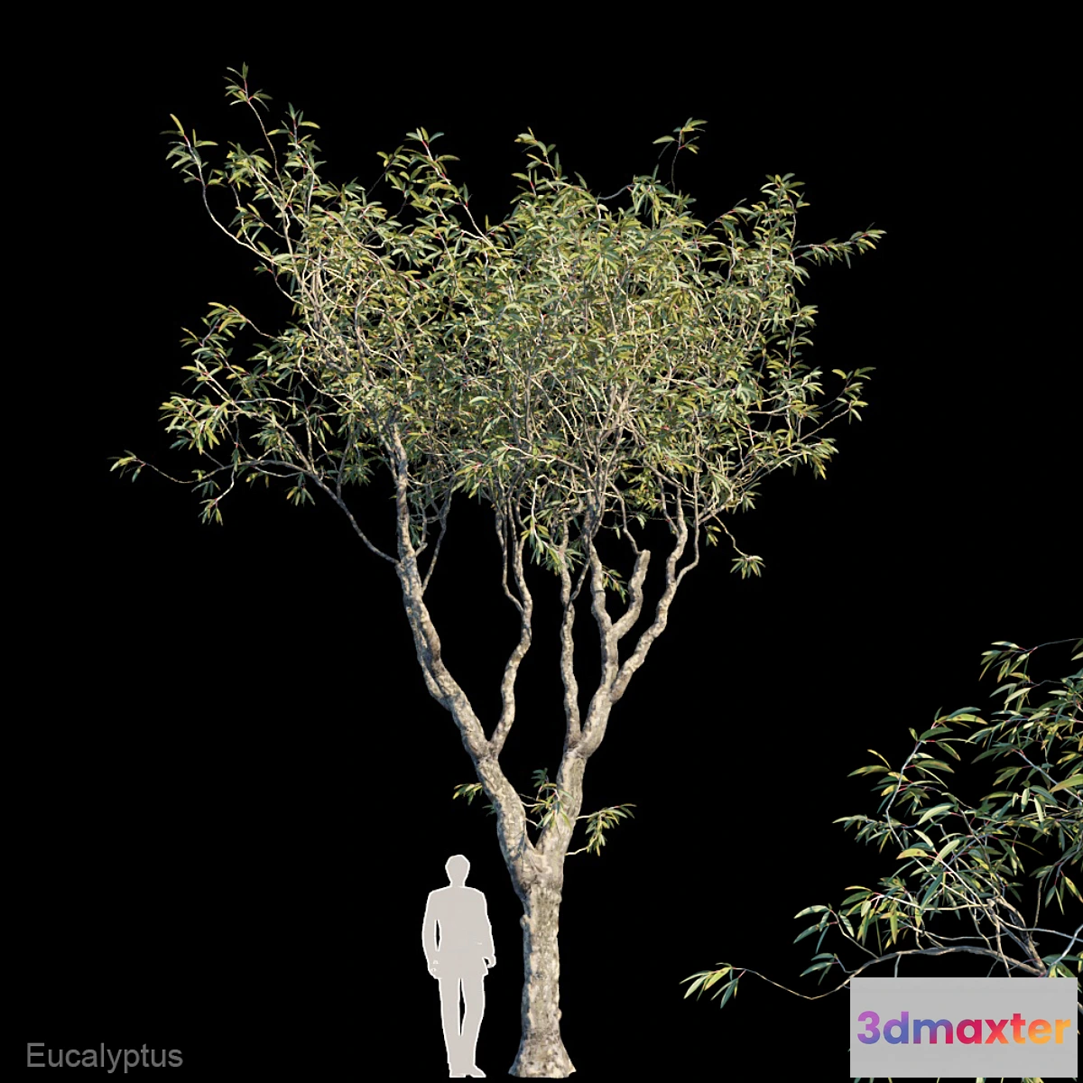 856349 - Eucalyptus trees