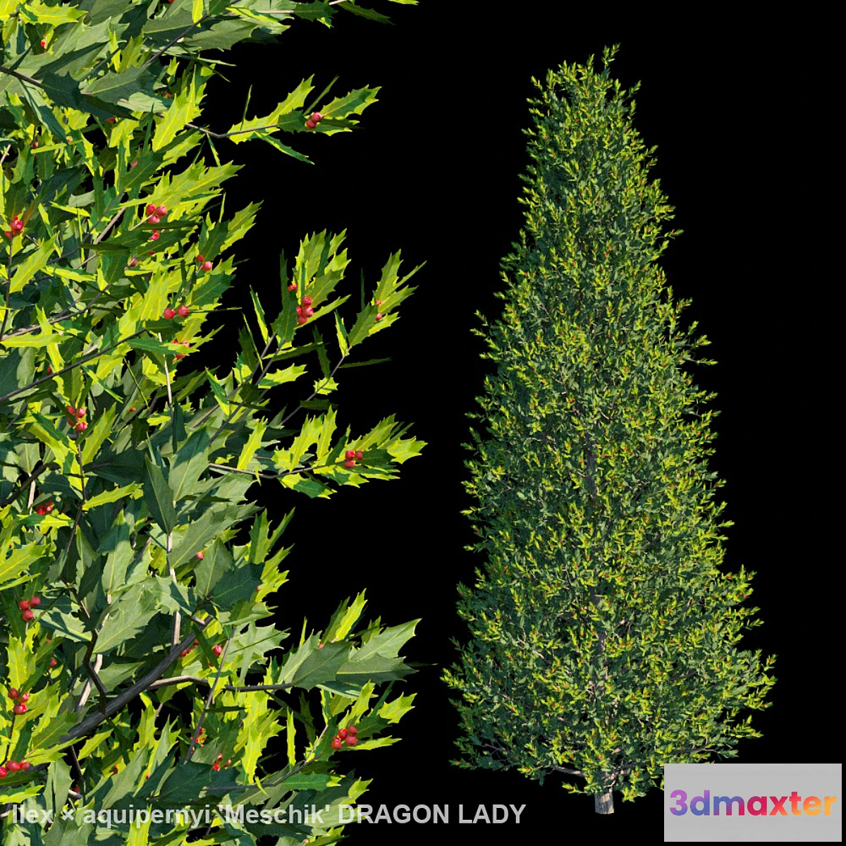 856353 - Ilex × aquipernyi Meschik DRAGON LADY