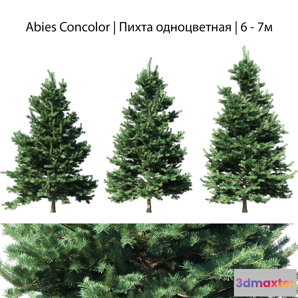 856355 - Abies Concolor 6 - 7m - No.3