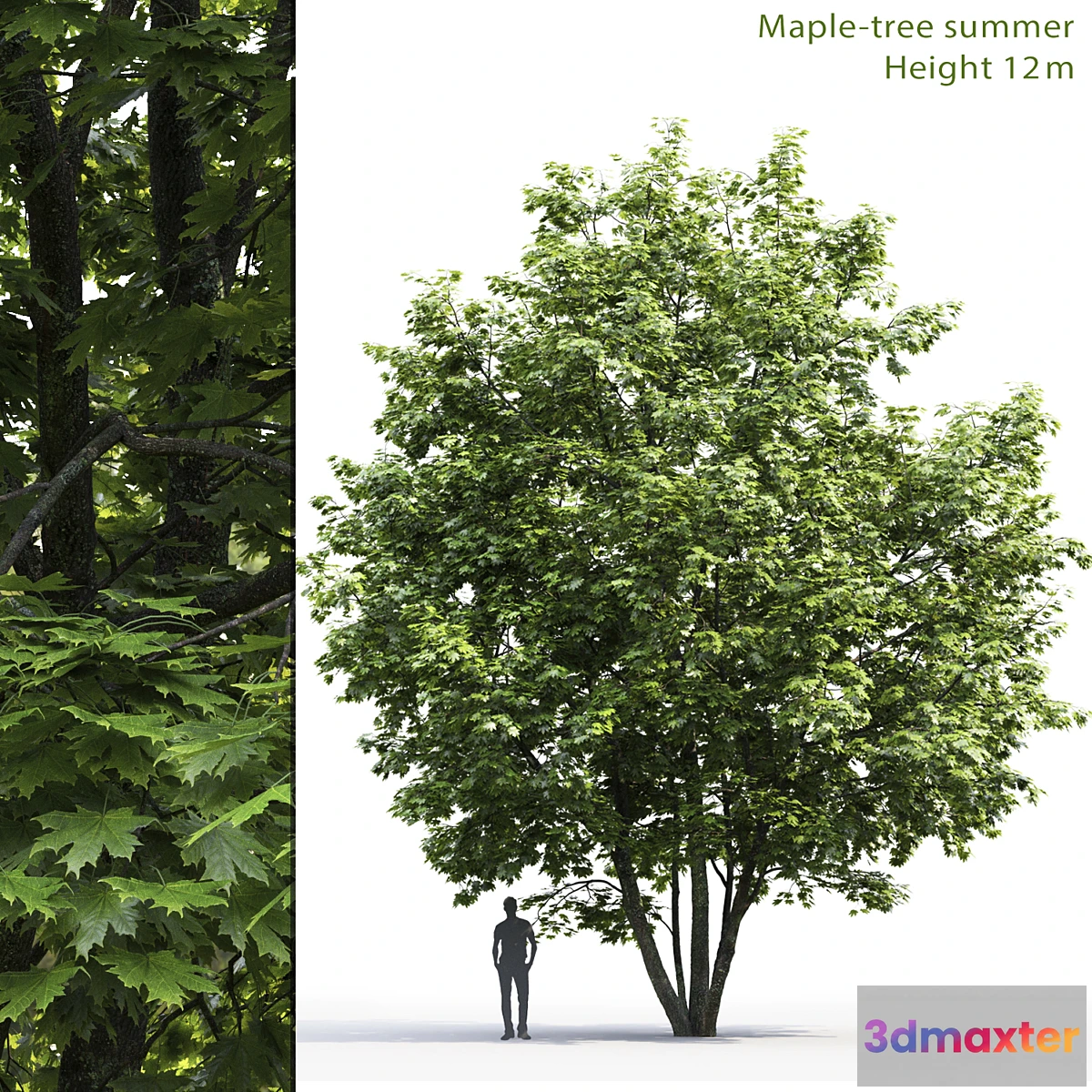 856357 - Maple - No.21