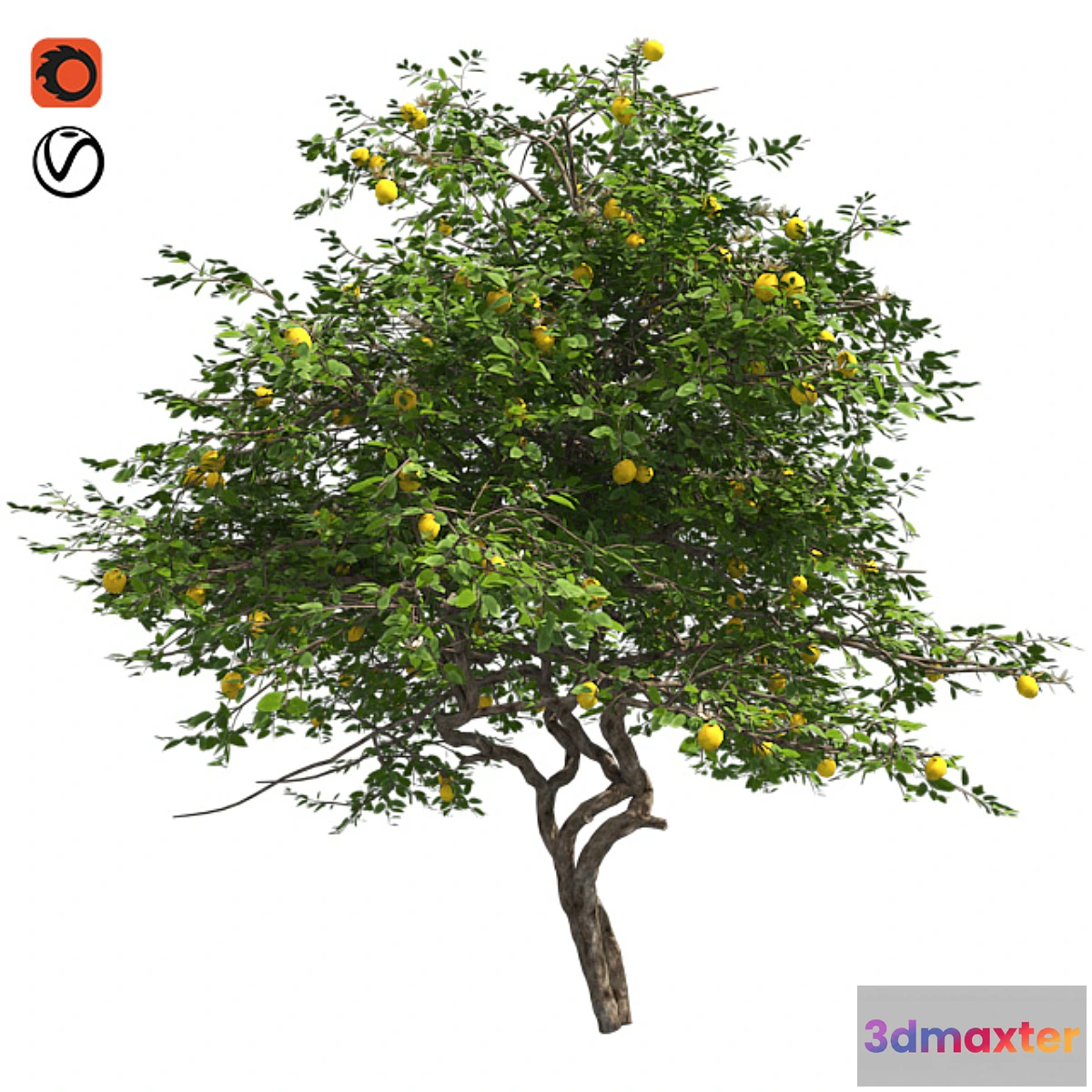 856363 - Lemon Tree with fruits and blossom - No.3