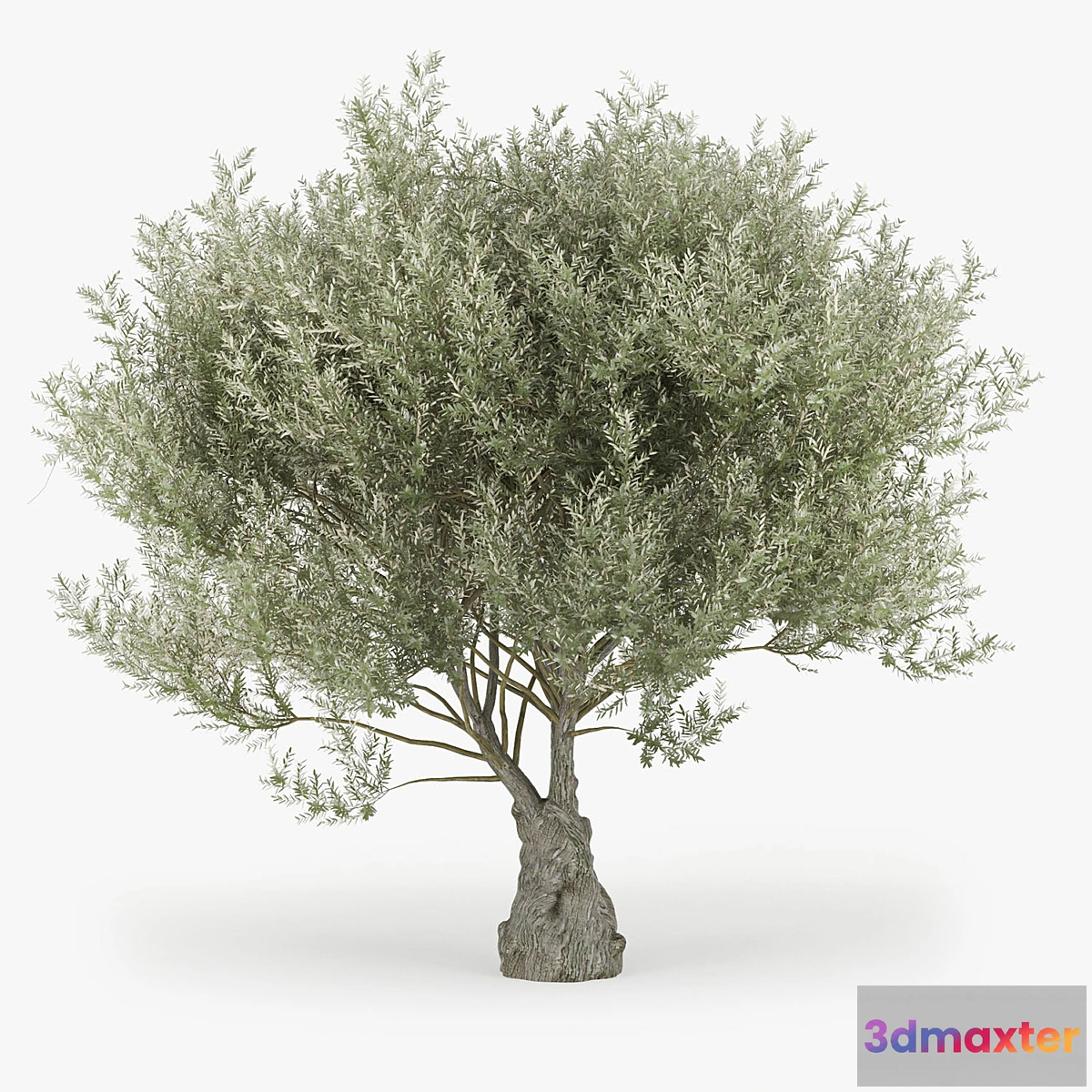 856367 - Olea europaea