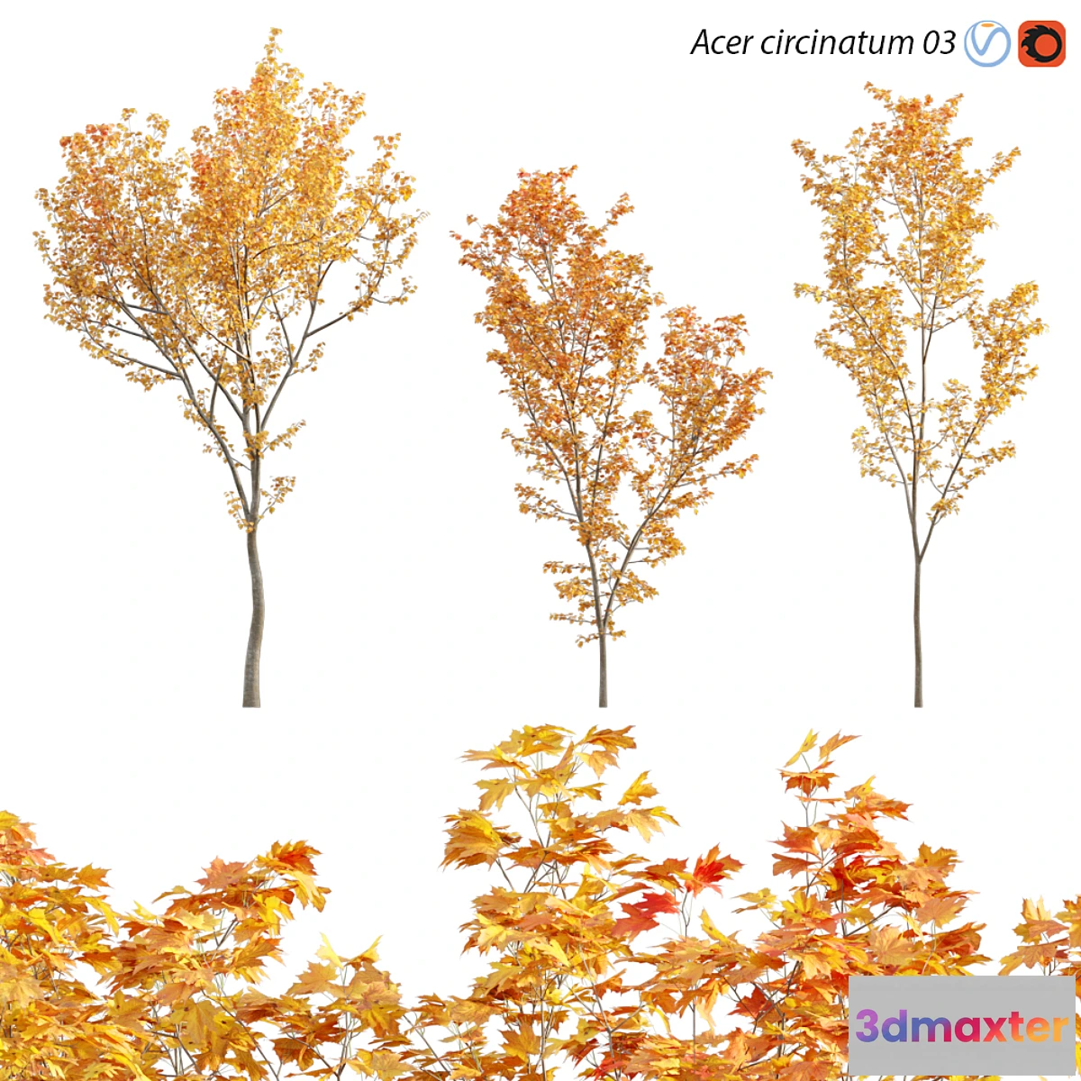 857867 - Acer circinatum - Vine Maple 03 - No.4