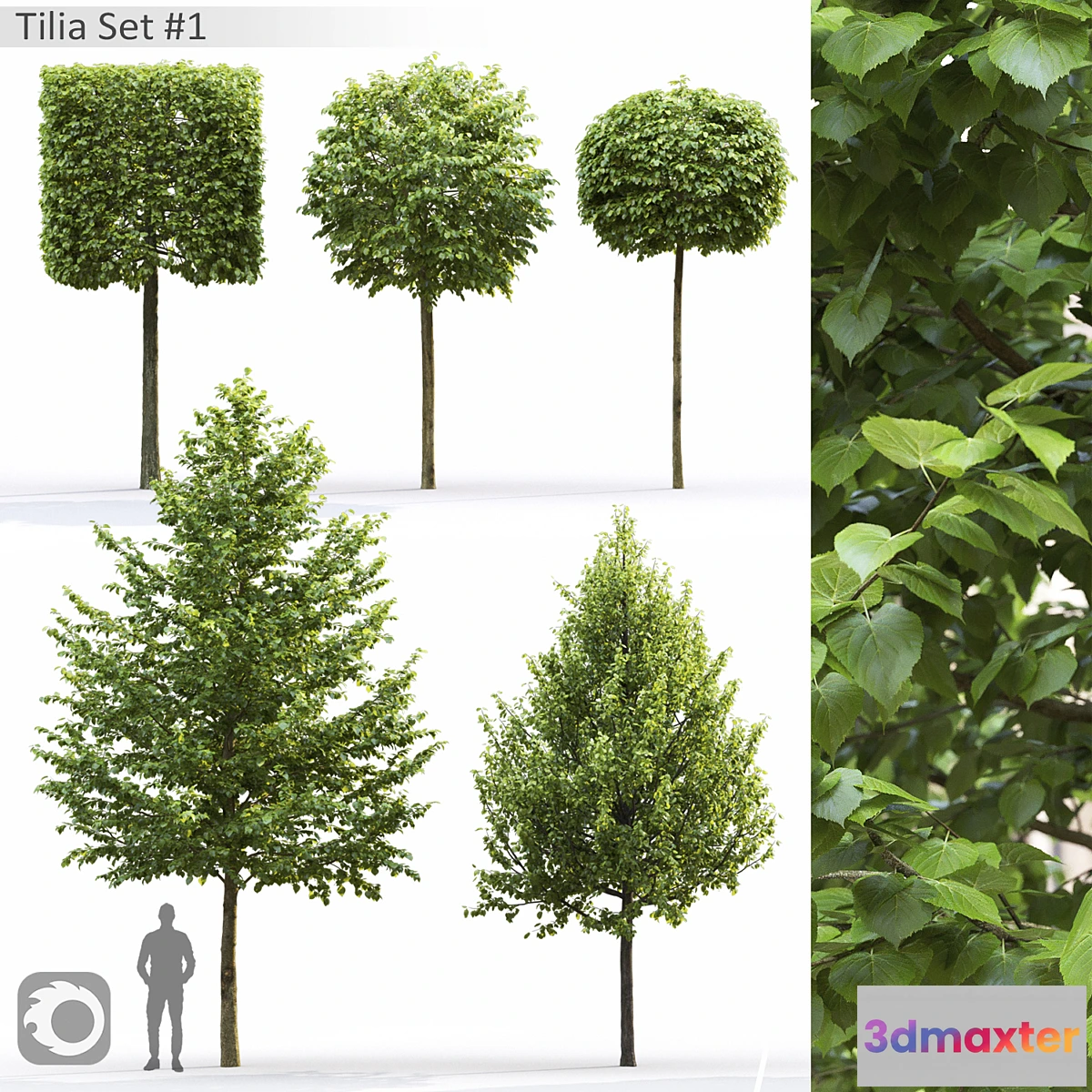 858251 - Tilia - No.5