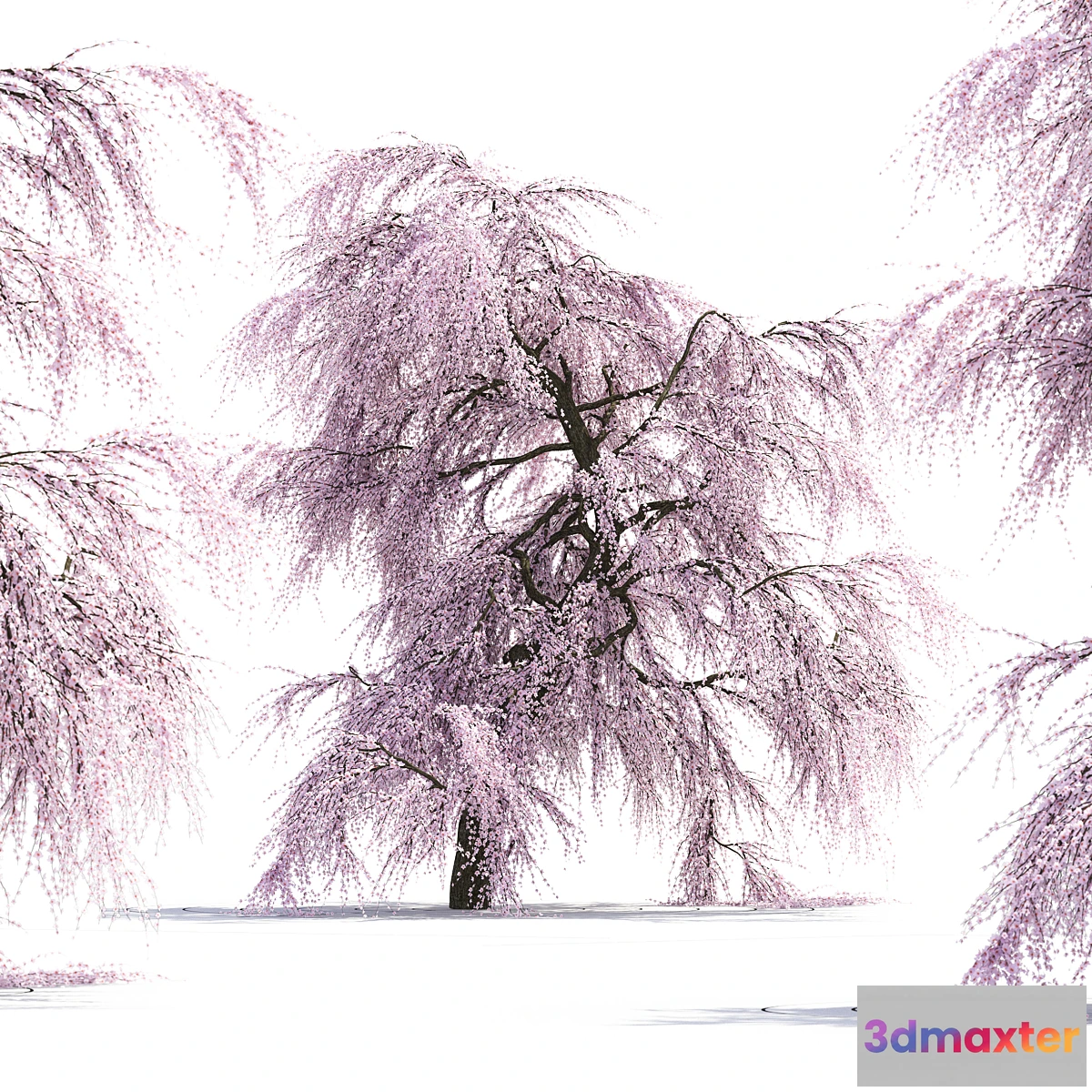 898246 - Sakura Tree - No.2