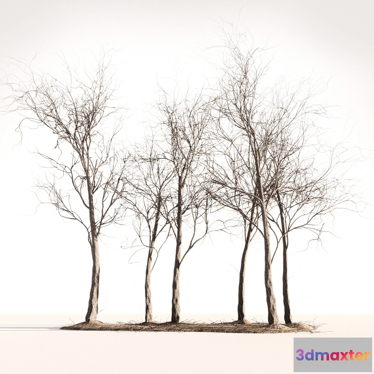 898336 - Wood Spring Autumn - No.4