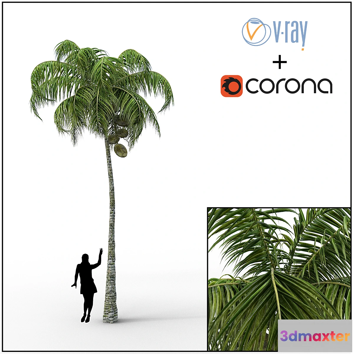 898646 - Palm - No.11