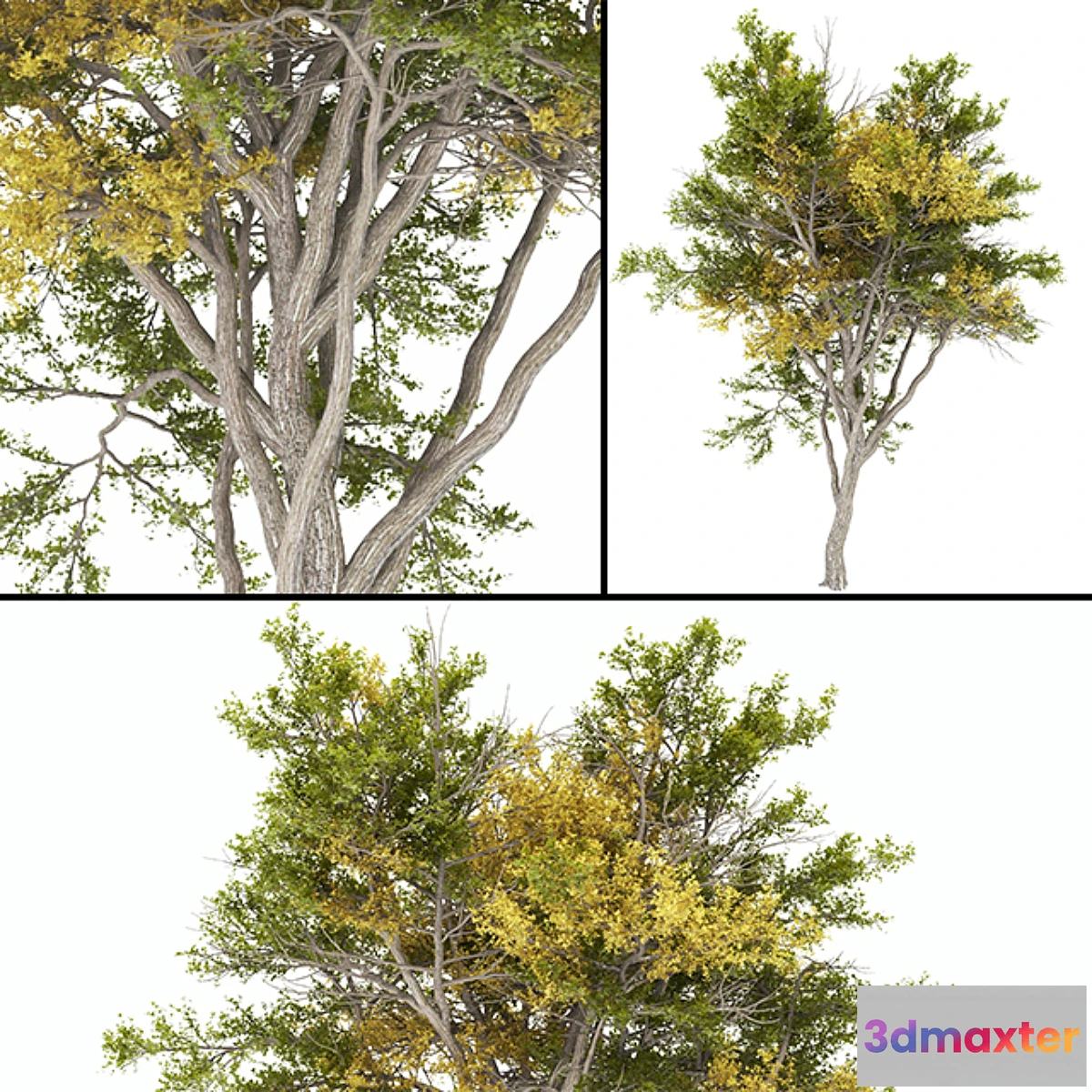 899284 - 02 Tree autumn - No.2