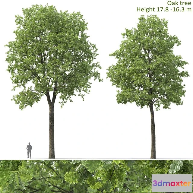 1558891 - Oak 003 3D Max