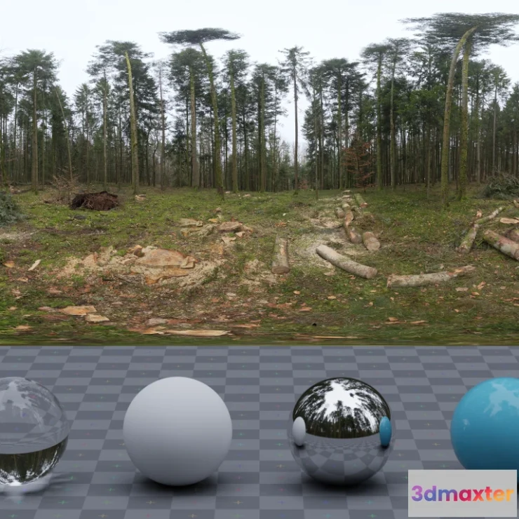 1266118 - Niederwihl Forest