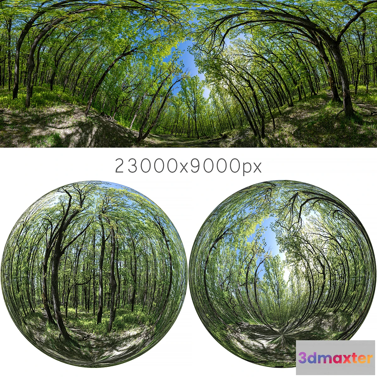 752537 - HDRI map from oak forest