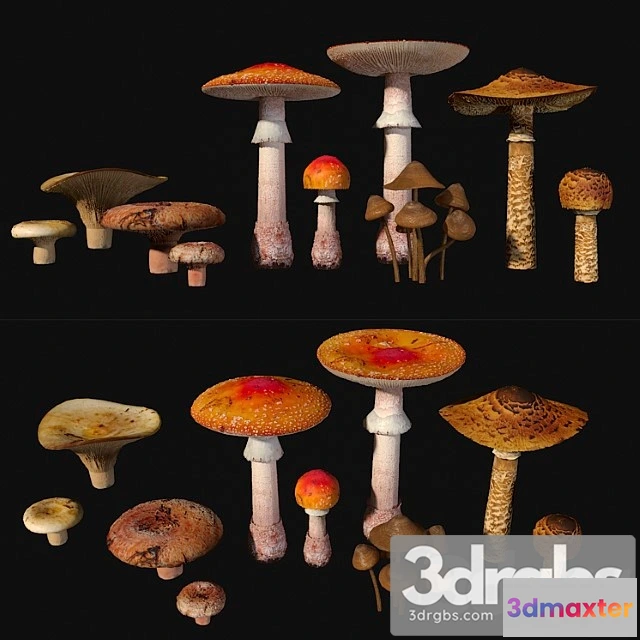 1005342 - Mushrooms. set1