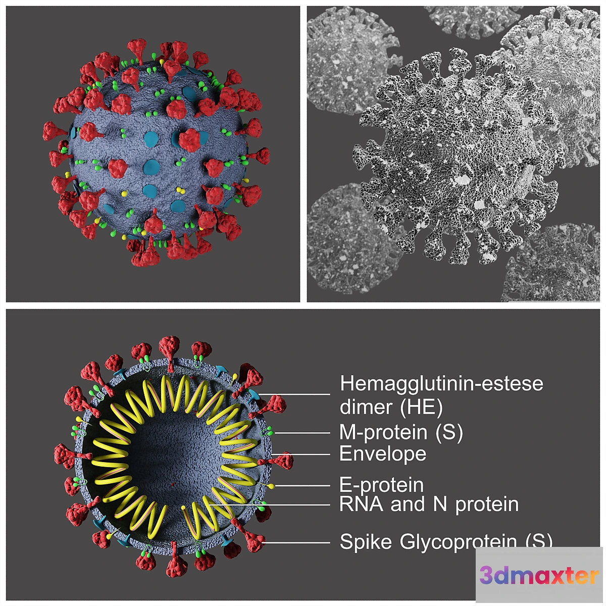 1350685 - Covid-19 _ Coronavirus 3D Max