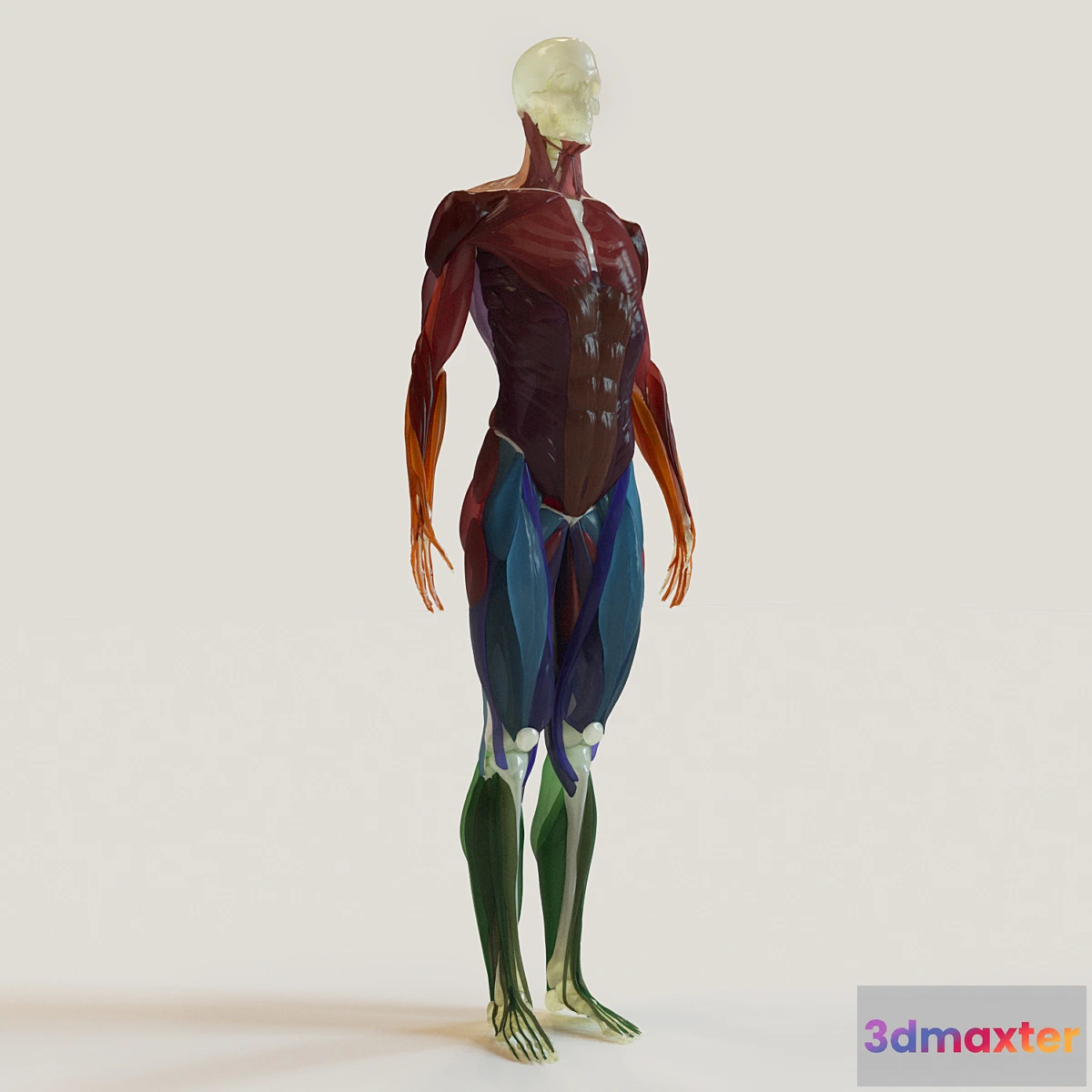 1454580 - muscle groups skeleton system + 3D Max