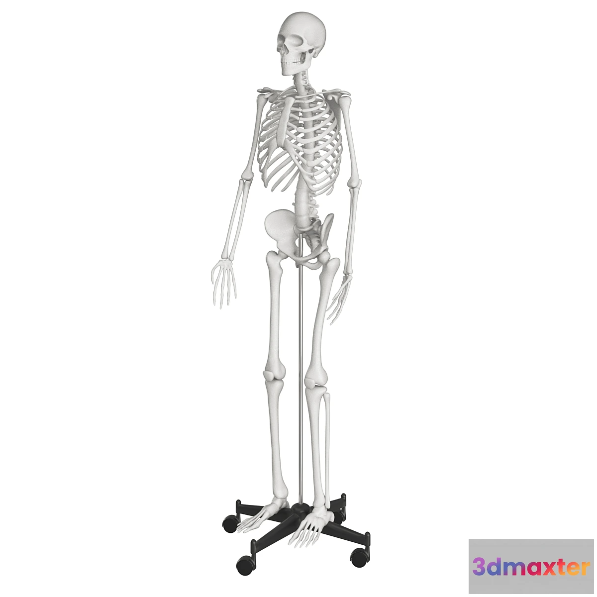 1463576 - Human skeleton 3D Max