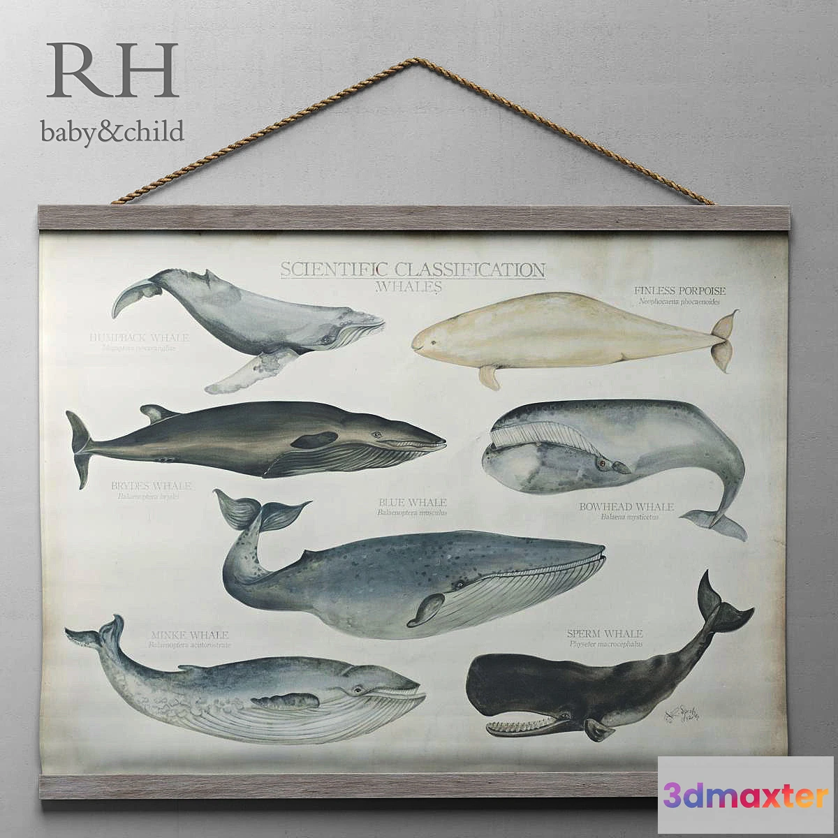 638829 - RH _ SCIENTIFIC WHALE TAPESTRY