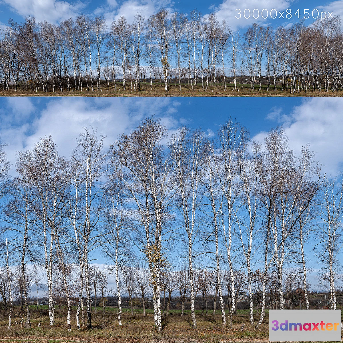 752599 - Panorama with birches. 30k
