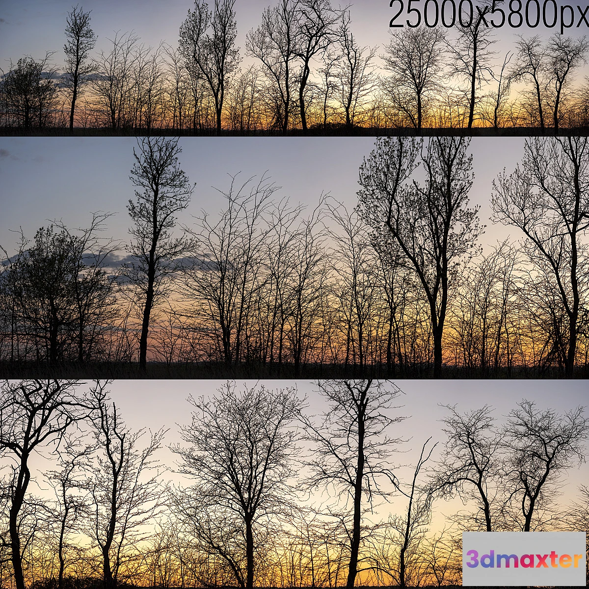 752621 - Silhouettes of trees at sunset. Panorama