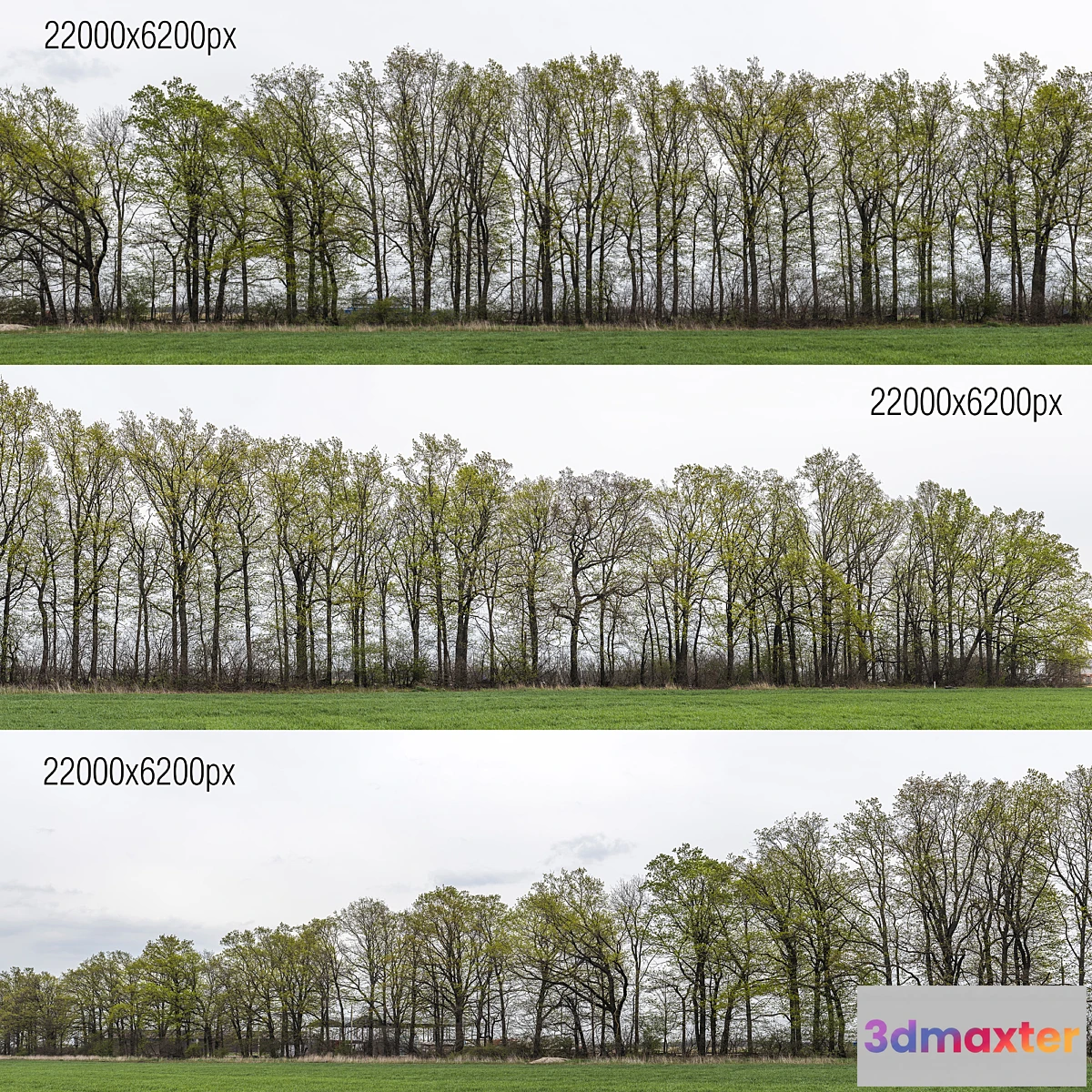 752625 - Panorama with trees. 3 pcs. 22k