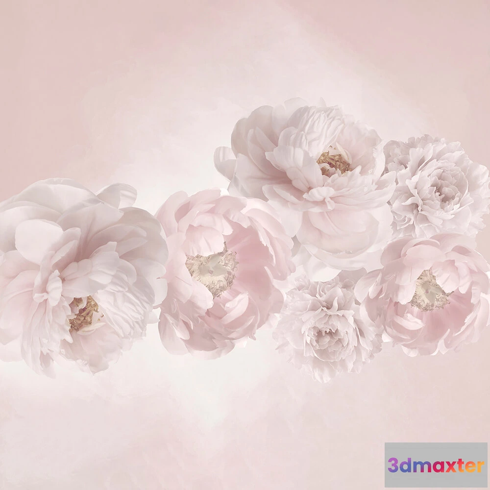 1675205 - ArtFresco - Wallpaper delicate powder peonies 3D Max