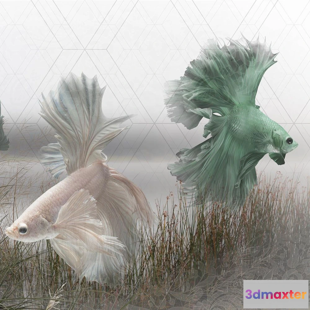 1675793 - Dress-wall - Wallpaper Fish Betta 3D Max